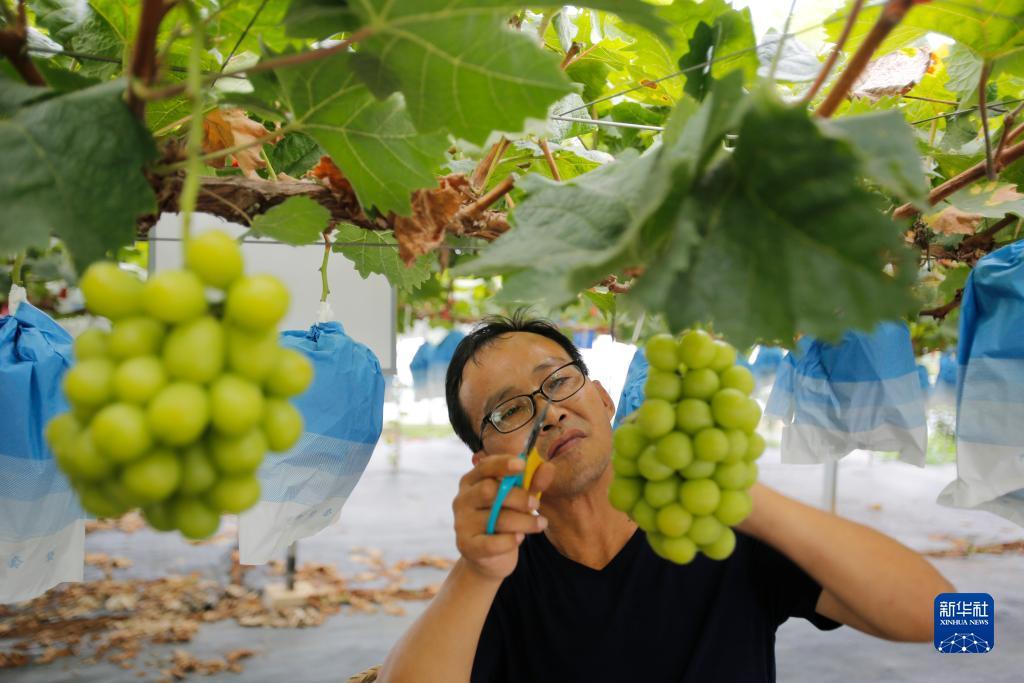 糖果派对满屏紫
